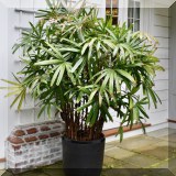 L13. Planter and plant. 